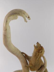 Taxidermy. A cobra and a mongoose - 3