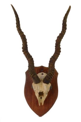 A gazelle skull and horns