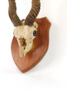 A gazelle skull and horns - 2