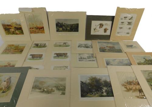 Twenty five engravings or prints of Cattle