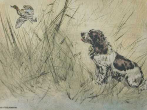 Henry Wilkinson (1921-2011). Spaniel flushing game bird, artist signed coloured etching, 27/150,...