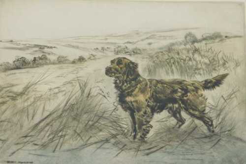 Henry Wilkinson (1921-2011). Golden Retriever, artist signed coloured etching, 15/150, 25cm x 34cm.