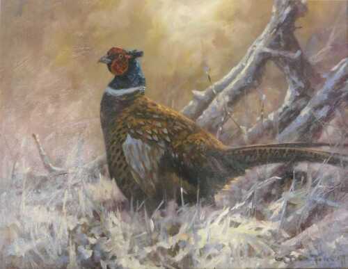 John Trickett (b.1952). Cock Pheasant, oil on board, signed, 34cm x 44cm.
