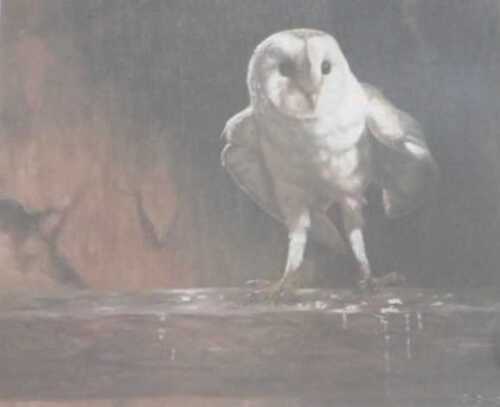 John Trickett (b.1952). Owl, artist signed limited edition coloured print, 85/200, 29cm x 33cm.