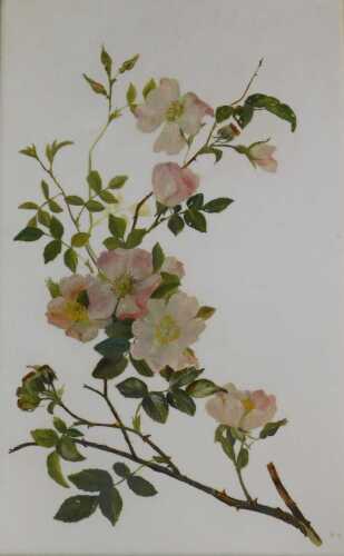 KC (19thC/20thC). Floral study, oil on opaque glass panel, initialled, 44cm x 28cm.