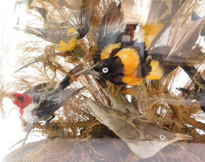 Taxidermy. A montage of humming and other exotic birds, twelve in total, modeled perched on branches, with a grassy background, on an ebonised base, with glass dome, 53cm high. - 3