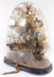 Taxidermy. A montage of humming and other exotic birds, twelve in total, modeled perched on branches, with a grassy background, on an ebonised base, with glass dome, 53cm high. - 4