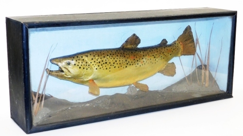 A reproduction cast of a brown trout, in a black painted wooden case in naturalist setting, 30cm high, 73cm wide, 16cm deep.