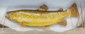 A reproduction cast of a brown trout, in a black painted wooden case in naturalist setting, 30cm high, 73cm wide, 16cm deep. - 2