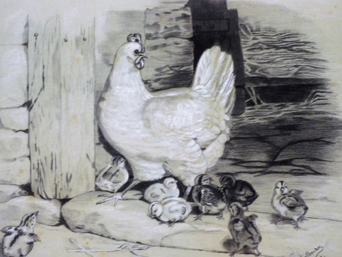 D Holbourn. Study of chicken and chicks, charcoal, pencil and chalk, signed and dated 1900, 24cm x 32cm.
