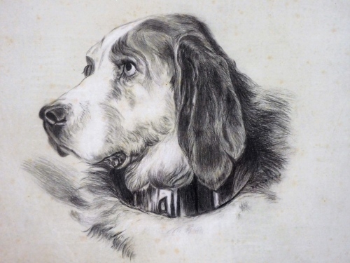 19thC English School. Study of a spaniels head with collar, charcoal and chalk, 24cm x 33cm.