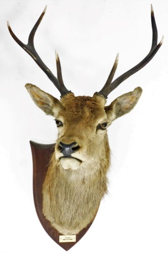 An early 20thC mounted three point stag's head, on oak shield back, marked LENY 14th October 1922, 92cm high.
