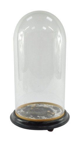 A Victorian domed display case, the dome glass top on a circular ebonised base with bun feet, 38cm high.