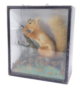 A taxidermy red squirrel, perched on branch with acorn, in an ebonised and fitted display case, 32cm high, 28cm wide, 14cm deep.