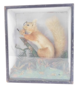 A taxidermy red squirrel, perched on branch with acorn, in an ebonised and fitted display case, 32cm high, 28cm wide, 14cm deep. - 2