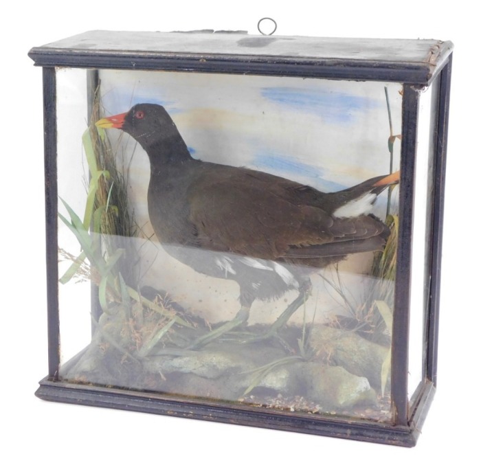 A taxidermy model of a moorhen, in ebonised and fitted case, 30cm high, 32cm wide, 13cm deep.