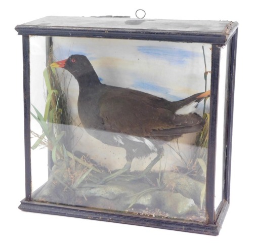 A taxidermy model of a moorhen, in ebonised and fitted case, 30cm high, 32cm wide, 13cm deep.