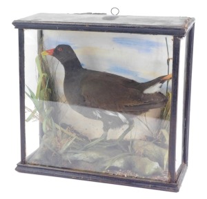 A taxidermy model of a moorhen, in ebonised and fitted case, 30cm high, 32cm wide, 13cm deep.