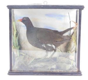 A taxidermy model of a moorhen, in ebonised and fitted case, 30cm high, 32cm wide, 13cm deep. - 2